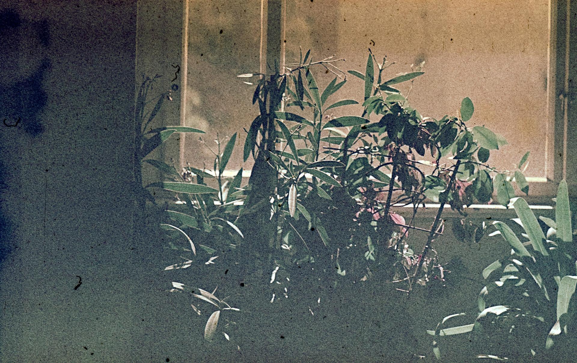 Thumbnail /2022 Berlin/Blumen Agfac I.jpg